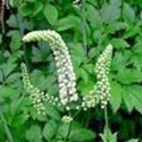 Black Cohosh Extract