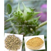 100% natural high purity Medical Tribulus Terrestris