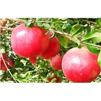 Puer naturel Pomegranate Peel Extract