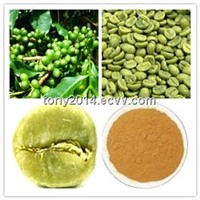 green coffee bean extract 50% Chlorogenic acid