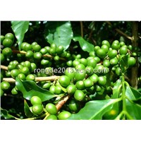 total chlorogenic acids 50% by HPLC Pure Green Coffee Bean Extract
