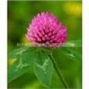 Red Clover Powder Extract 40% isoflavone