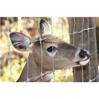 Deer Fencing - Ideal for Deer Farming &amp;amp;amp; Deer Exclusion