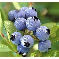 High quality Bilberry Extract, Anthocyanidin 25% UV
