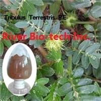 Natural botanical ingredient Tribulus Terrestris extract