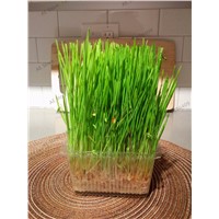 1000 pcs Golden Forest Grass Seeds, Perennial Evergreen Lawn Seeds, Beautiful Garden Ornamental Plant, Easy to Grow.