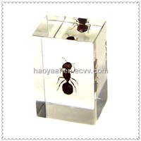 SB3012 Custom Acrylic Gaint Ant Insect Embedment, Resin Gaint Ant Embedment Gaint Ant Block