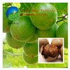 Natural Sweetener Luo Han Guo Extract / Mogroside V 25%HPLC