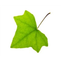Halal Ivy Leaf extract powder 5:1