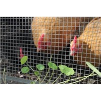 Hardware Cloth - Smallest Mesh Protects Poultry