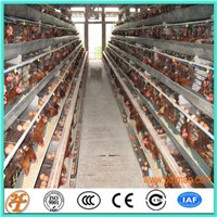 Automatic Poultry Layer Cages Systems