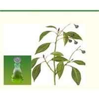 Camphor Oil