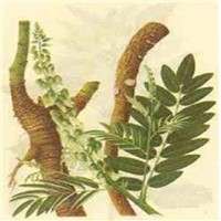 free sample chinese herb sophora root extract matrine