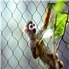 Top Quality Stainless Steel Wire Rope Mesh / Cable Mesh As Zoo Mesh