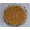 Natural Angelica Sinensis Extract Dang Gui Extract Dong Quai Extract Ligustilide