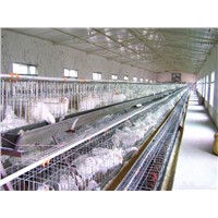 Best-selling A type 96 layers chicken cage for Nigeria chicken cage for Tanzania  (factory)