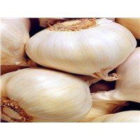 Garlic Extract