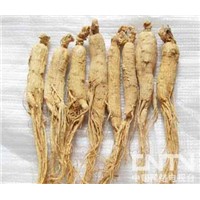 red ginseng/organic ginseng/panax ginseng/white ginseng/ginseng coffe