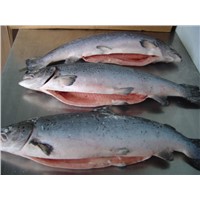 Best Norwegian frozen Hon salmon with head gutted  for sale