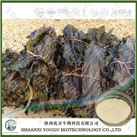 China Brown Seaweed Extract Fucoidan 95%, 85%/konbu fukoidan powder/kelp extract