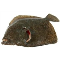 FROZEN TURBOT FISH