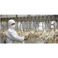 Offer Frozen Halal whole Chicken &amp;amp; Chicken Parts