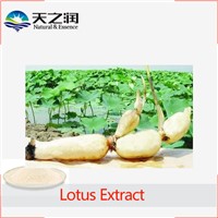 100% Natural Stock  lotus root extract