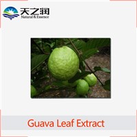 High Quality Guava Leaf Extract