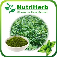 Natural 100% Alfalfa Powder