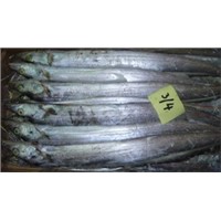 Ribbon Fish / Frozen Ribbon Fish / Sea Foods