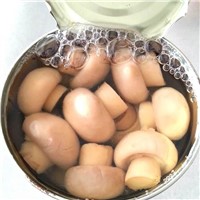 Canned Button Mushroom Whole in Brine