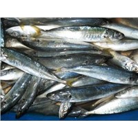 Lajang scad mackerel