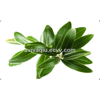 Oleuropein 40% Olive Leaf Extract