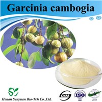 High Quality Garcinia Cambogia Powder