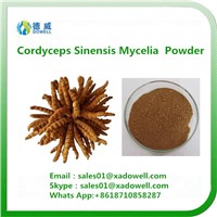 High Quality Cordyceps Sinensis Mycelia Powder