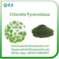 High Quality &amp;amp; Natural Beauty Powder Chlorella Pyrenoidosa
