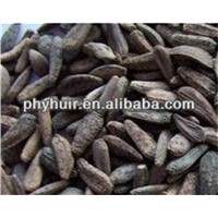 HUIR 100% Pure Natural High Quality Burdock Seed P. E.
