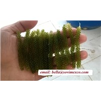 Fresh Seagrape Seaweed with High Quality
