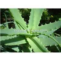 High Quality Natural Aloe Vera Extract 20% 90% Aloin