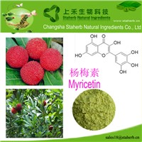 Bayberry Bark Extract/Myricetin/Dihydromyricetin