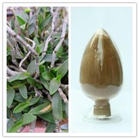 Natural Dendrobium Nobile Extract with 1%-50% Total Dendrobium Alkali