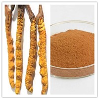 Natural Cordyceps Sinensis Extract with 10% 30% Polysaccharide