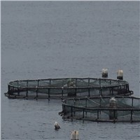 Fish Farming Cage, Fish Cage, Sea Cage