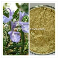Natural Rosemary Extract 2.5%-30% Rosmarinic Acid CAS No 20283-92-5