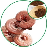 Reishi Extract Boost the Immune System