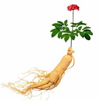 Natural Plant Extract Panax Ginseng Extrac