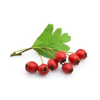 Natural Plant Extract Hawthorn Extract