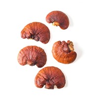Natural Plant Extract Reishi Extract