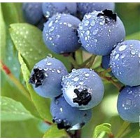 Supply the Blueberry Juice Concentrate
