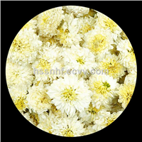 Conventional Quality Dried White Chrysanthemum in Huangshan